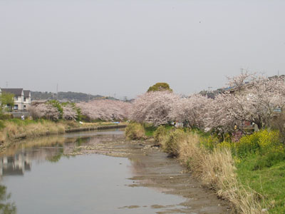 桜・５　　両岸を１回りしてきました。　この橋から川を覗き込むと、１匹の魚が泳いでいました。　　