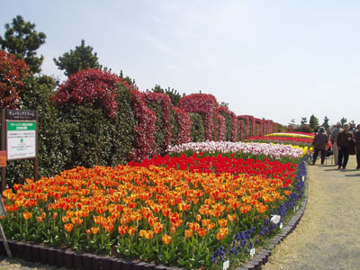2008・4・5・吉田公園・3