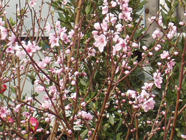 桃の花・４　　桃の花の右後ろに月桂樹が写っている。　　