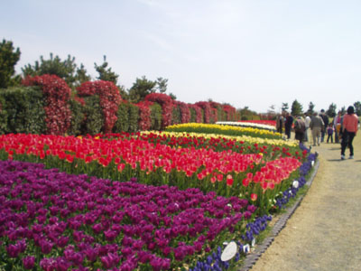2008・4・5・吉田公園・4