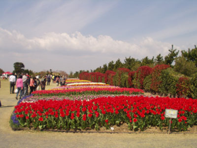 2008・4・5・吉田公園・5