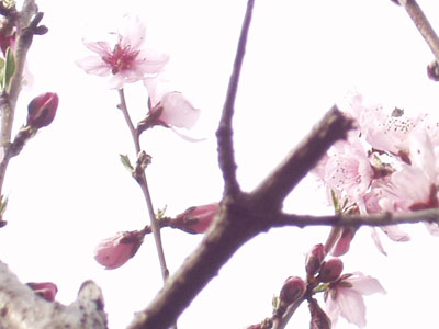 桃の花・２　　　台に乗って腕を伸ばして撮る。　切った枝が気になる。　