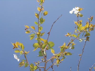 ２００７・３・３１・山桜・５