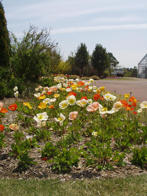 2008・4・5・吉田公園・7