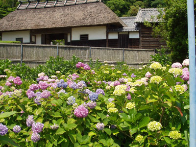 2007・6・3・大鐘家・あじさい庭園・５