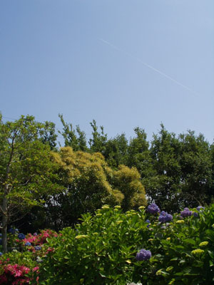 2007・6・3・大鐘家・あじさい庭園・１　飛行機が飛んでいました　