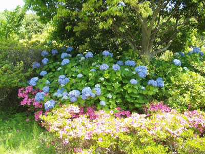 2007・6・3・大鐘家・あじさい庭園・２