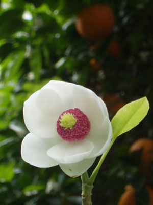 大山蓮華の花・２　　　日照不足か、小さな花でした。　