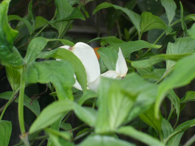 2007・4・22・初めて咲いたハナミズキの白