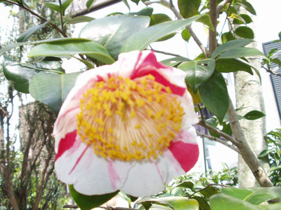 2007・4・1・肥後椿