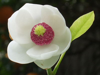 大山蓮華の花・１　　溜息の出る美しさです。　