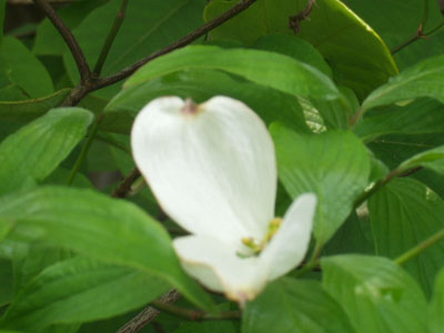 2007・4・22・初めて咲いたハナミズキの白