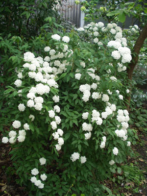 2007・4・22・コデマリ