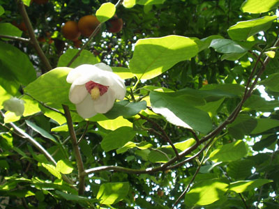 2007・5・28・オオヤマレンゲ・１　　まだ咲き続けています。日陰で涼しげな大山蓮華。