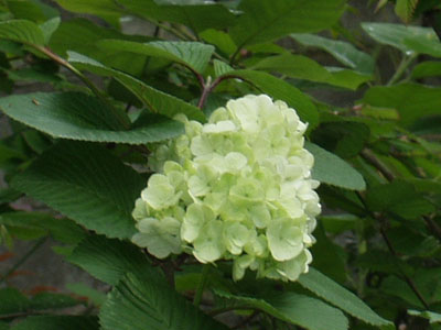 2007・4・22・オオデマリ・1