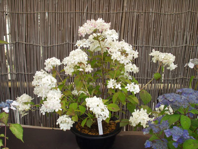 2007・6・3・鉢植えの紫陽花・３