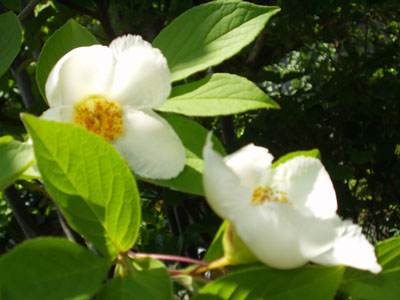 2007・6・12・夏椿（別名　シャラノキ）・４　ピンボケ(^^)　