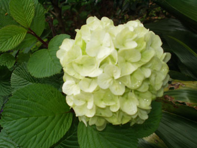 2007・4・22・オオデマリ・2