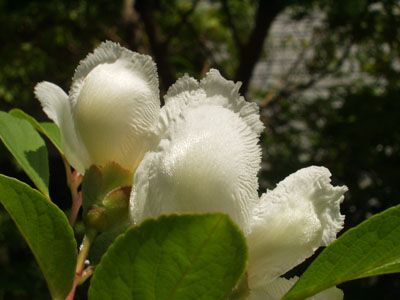 2007・6・12・夏椿（別名　シャラノキ）・８　横から撮ってみました。