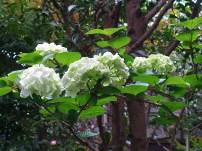 2007・4・22・オオデマリ・3　　オオデマリの後ろの幹は榊（さかき）です