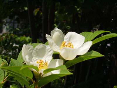 2007・6・12・夏椿（別名　シャラノキ）・１０