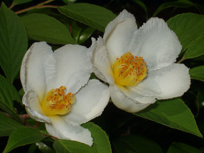 2007・6・12・夏椿（別名　シャラノキ）・６