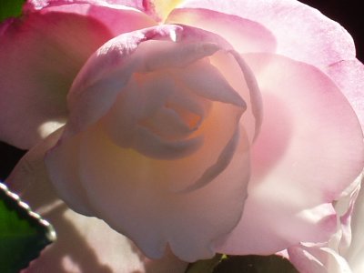 日の光を背から受けた山茶花の花の接写