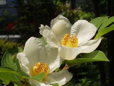 2007・6・12・夏椿（別名　シャラノキ）・９