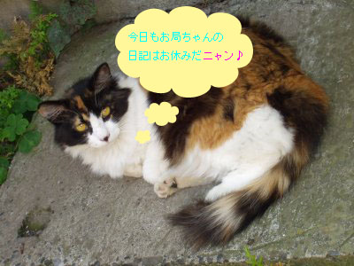 代理猫