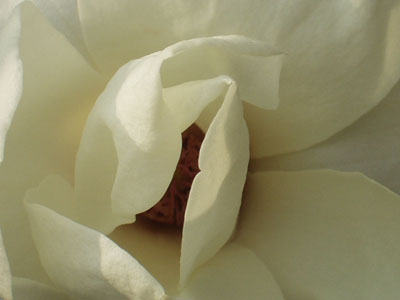 白木蓮の接写・１　　花の真上から撮る。　