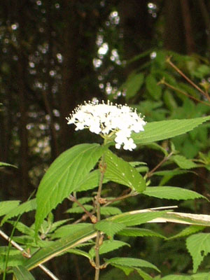 勝間田山に咲いていた花　　葉にピントが合ってしまった。この花の名前を調べたが分からなかった。ウツギに似ているような？　