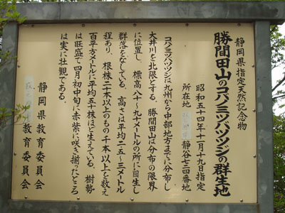 勝間田山・コバノミツバツツジの説明