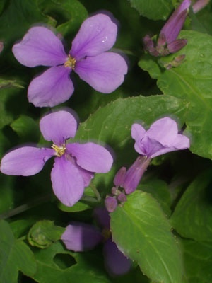 シヨカツサイの花（諸葛菜の花）・３　　花期は、４～５月ですが、３月に入って咲き始めました。　