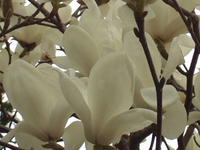 白木蓮の接写・２　　満開です。綺麗です。品の良い花です。　