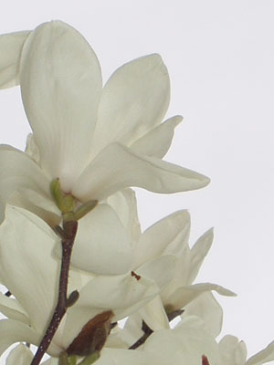 白木蓮の接写・５　　花びらは、淡いクリーム色をしています。　　