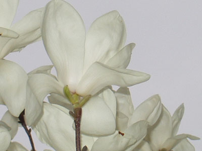 白木蓮の接写・６　　晴れた日中の花は、白く見えます。夕暮れや曇りの日や雨の日は、淡いクリーム色に見えます。　