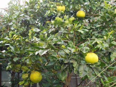 晩白柚　葉に隠れた実もあります
