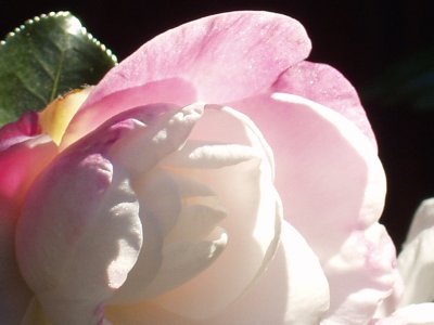 自然光の山茶花の接写・2