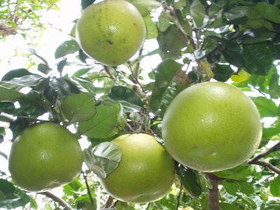 晩白柚　回り込んで下から撮りました