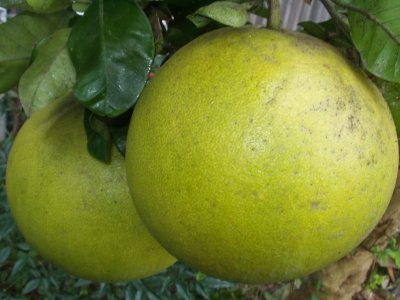 晩白柚　直径２０ｃｍ位です