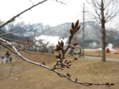 雪山背景の桜つぼみ