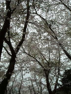 060409sakura2.jpg