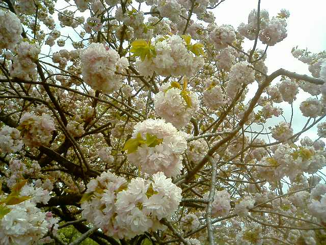 sakura2.jpg