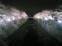 夜桜.JPG