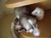 ポン太優勢？バトル