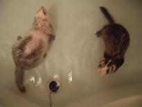 秋のシャンプー