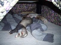 こたつの中(前)