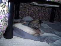 こたつの中(後)