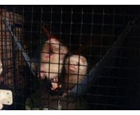 待機中にあくび