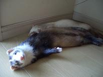 添い寝にきたの？